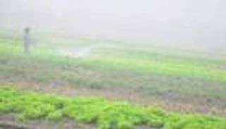 قبل أن تعصف «الخماسين» بمحاصيلك.. خبير زراعي يوصي بـ4 خطوات إنقاذ