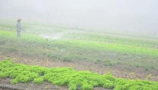 خبير زراعي يضع روشتة علاجية لتحصين المحاصيل والحيوانات أثناء المنخفض الخماسيني