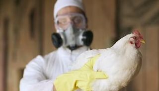 فيروس إنفلونزا الطيور (H5N1) يمر بمرحلة انتشار خطيرة تزيد احتمالات تحوله لجائحة