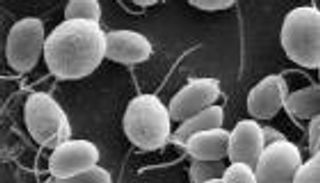 من أعماق البحار إلى قمة الاستدامة.. رحلة الطحالب تبدأ الآن