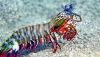 عيون خارقة.. حيوانات ترى عوالم خفية لا يدركها البشر