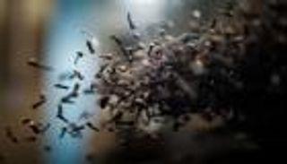 قرنفل إندونيسيا في قبضة التغير المناخي.. تهديد جديد يطول كنز جزر الملوك (صور)