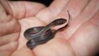 كارثة في طبق الغداء.. ثعبان ميت يسمّم 100 تلميذ في مدرسة بالهند