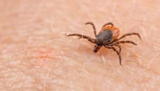 القراد- أرشيفية