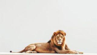 أسد يهاجم صاحبه في النجف