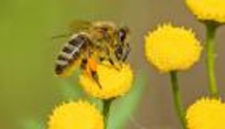 تغير المناخ يهدد وسيط الحياة بين الأزهار.. معاناة صامتة للنحل