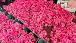 عيد الورد بأريانة