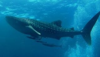 القرش الحوتي