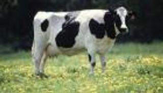 دبلوماسية اللحوم..هل تعرقل هرمونات الأبقار اتفاقا أمريكيا بريطانيا؟