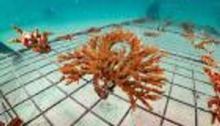 الإمارات.. مشاريع رائدة لحماية الشعاب المرجانية وزيادة مساحتها