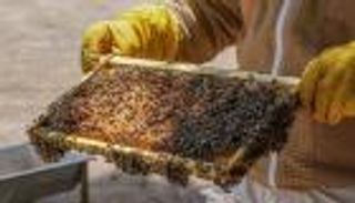 اليوم العالمي للنحل.. دعم مستدام لتطوير السلالة الإماراتية