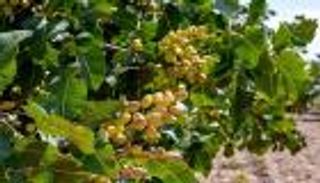 عاصمة الفستق التونسي.. موسم استثنائي للذهب الأخضر في «ماجل بلعباس»