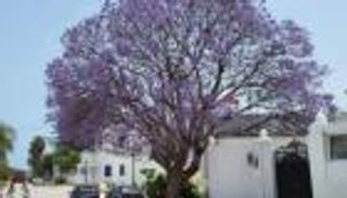 الجاكرندا تزهر في تونس.. العاصمة تتزين بلون البنفسج في مشهد ساحر (خاص)