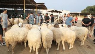 أضاحي العيد في تونس