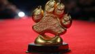 على هامش كان.. جوائز «Pawards» تحتفي بقصص الحيوانات