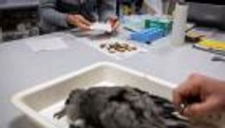 الطيور المملوءة بالبلاستيك.. صور مفجعة تكشف التأثير المدمر لتلوث الأرض