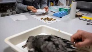 صغار طيور الماتون 