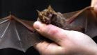 اكتشاف سر مقاومة الخفافيش للفيروسات