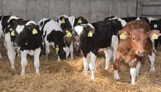 كم وصل سعر كيلو العجل القائم في مصر 2025؟