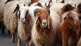 كم وصل سعر كيلو الخروف القائم في عيد الأضحى 2025؟