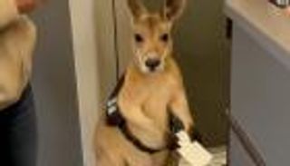 رغم حمله تذكرة سفر.. حقيقة فيديو منع كنغر من صعود الطائرة