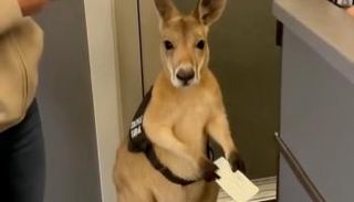 فيديو الكنغر 