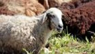 متى أفضل موعد لشراء الأضحية قبل العيد؟.. نصائح للتوقيت المثالي