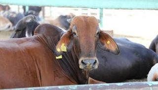 الأضاحي من الماشية