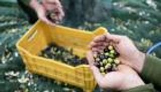 تونس تُعزز استعداداتها لمواجهة آفة «إكزيليلا».. تهدد أشجار الزيتون (خاص)