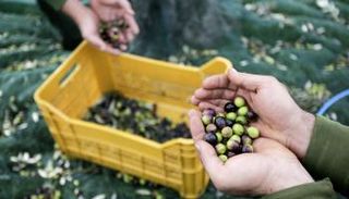 الزيتون في تونس