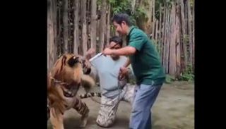 نمر ضخم يهاجم سائحًا 