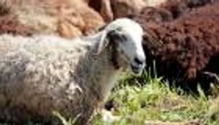 ما هي شروط الأضحية في عيد الأضحى؟ دليل شامل ومبسط