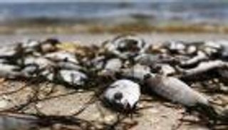 ظاهرة تثير القلق.. أسباب نفوق الأسماك الجماعي في العراق