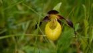 زهرة الأوركيد النادرة تظهر من جديد في بريطانيا بعد 100 عام