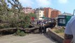سقوط شجرة عمرها 50 عامًا يخلّف إصابات حرجة (فيديو)