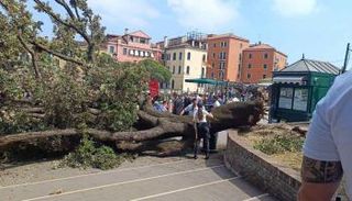 سقوط شجرة- أرشيفية