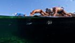 غطسة ضد الزمن.. مسنون كوبيون يتحدون العمر في مياه هافانا