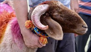 احتفال غير معتاد من جزار مصري بالأضاحي