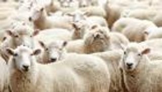 شروط المضحي من النساء.. هل يجوز للمرأة أن تذبح الأضحية في العيد؟