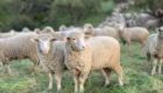 عيد الأضحى 2025.. شروط الأضحية وحكمها وطريقة التعامل معه