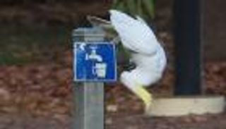 ببغاوات تثير دهشة العلماء: تفتح صناديق القمامة وتشرب من نوافير المياه