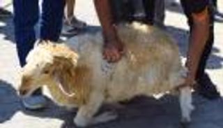 مهن موسمية تنتعش في تونس خلال عيد الأضحى: الشباب في قلب حركة الرزق المؤقتة