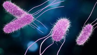 عدوى السالمونيلا قد تتسبب في مضاعفات خطيرة لدى الأطفال