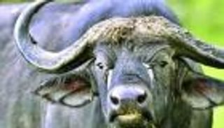 جاموسة تلاحق صاحبتها بحزن.. مشهد يثير تعاطف الملايين في الصين