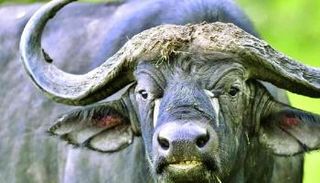 جاموسة - أرشيفية