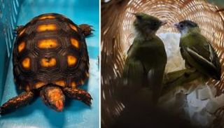 بعض الحيوانات المهربة