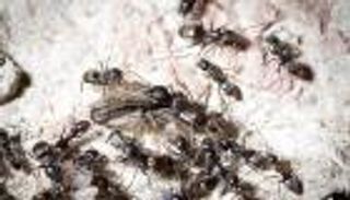 غزو «النمل الخارق».. مستعمرات عملاقة تجتاح أوروبا وتتجه نحو بريطانيا!