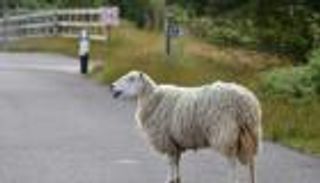 خروف شارد يربك حركة المرور في الصين.. مطاردة استمرت 40 دقيقة