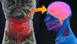 الخلل في توازن البكتيريا النافعة في الأمعاء، يرسل إشارات ضارة للدماغ 