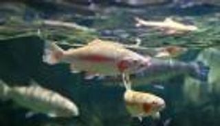 هل تشرب الأسماك الماء؟ الإجابة تختلف بين البحر والنهر!